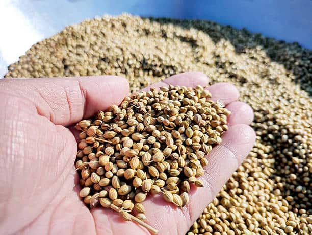 تصویر 3 از خرید و قیمت تخم گشنیز اعلا + فروش صادراتی